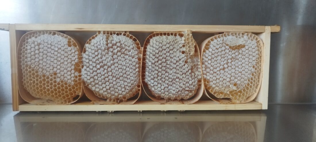 plaster miodu miód sekcyjny